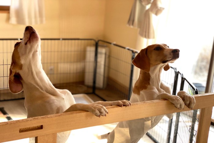 ケージないから吠える犬たち