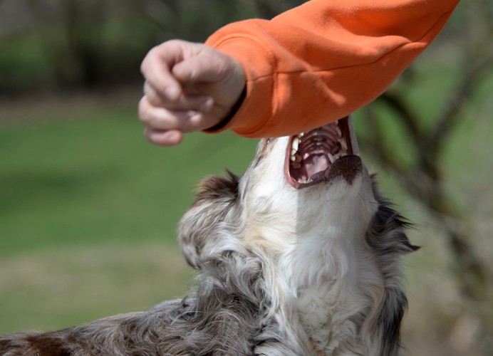 オレンジ色の服の人と噛む犬