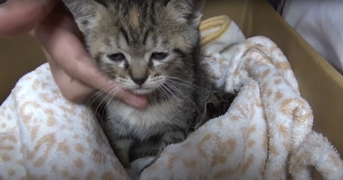 顎の下を撫でられて眠そうな子猫