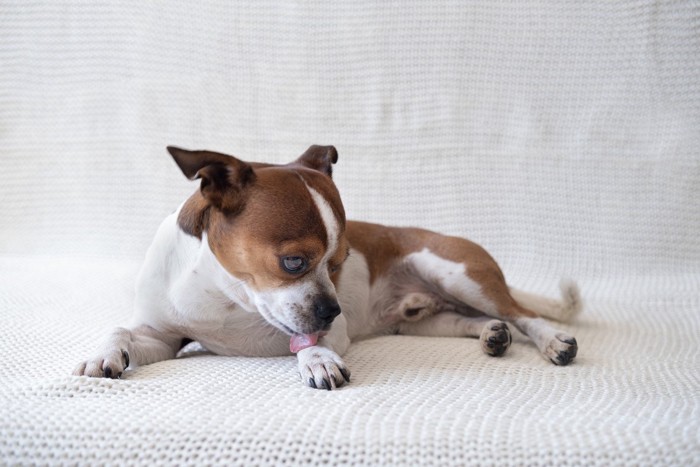 前足を舐めている犬