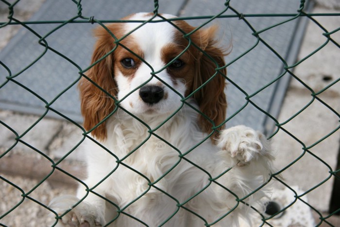 網の中の犬