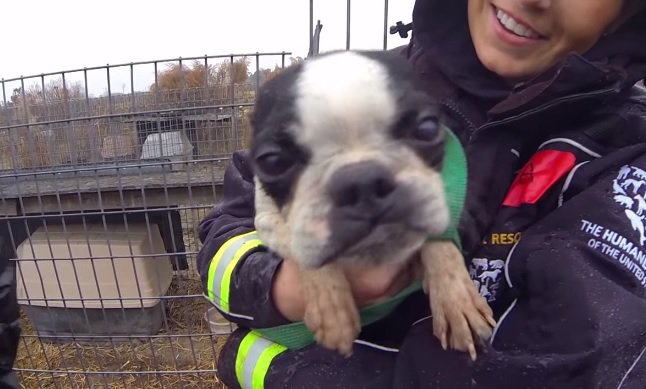 だっこされる犬