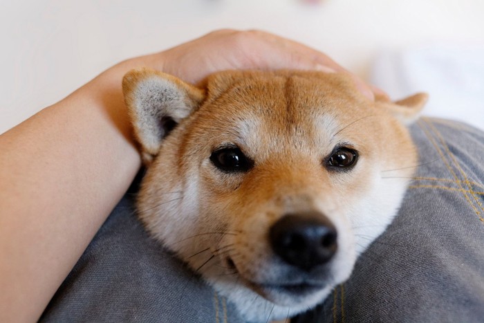 膝の間から顔を出す柴犬