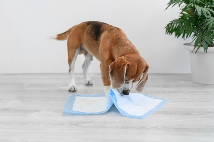 トイレシートにかみつく犬