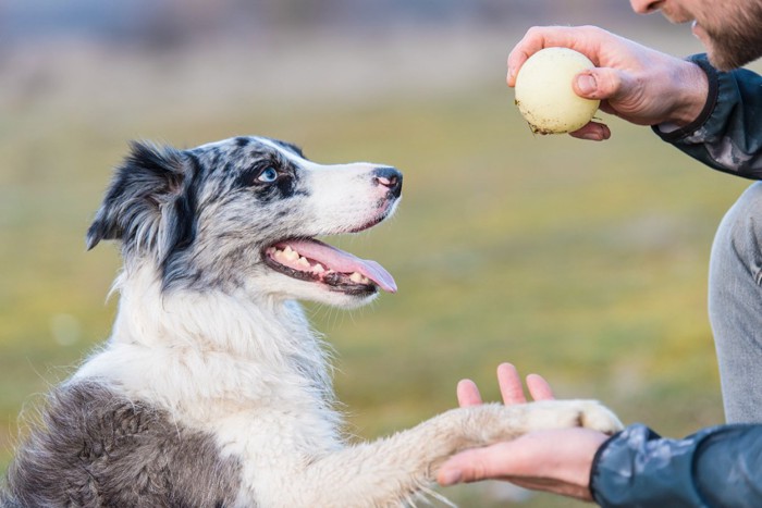 ボールで遊ぶ犬