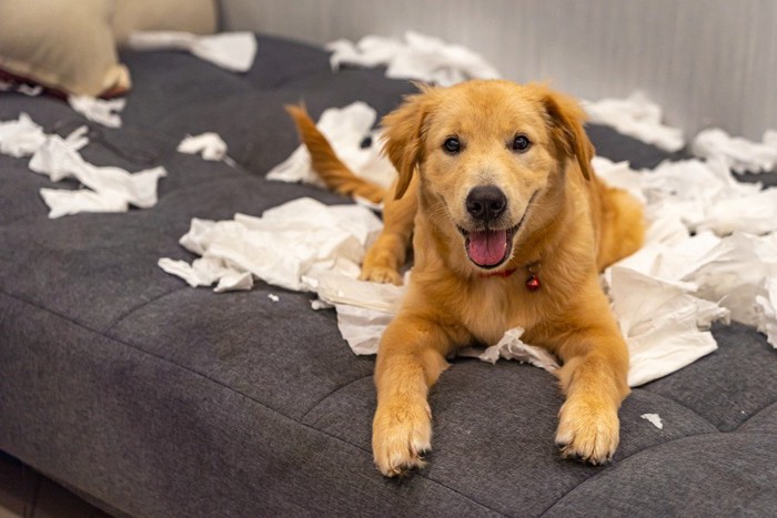 ティッシュをボロボロにする犬