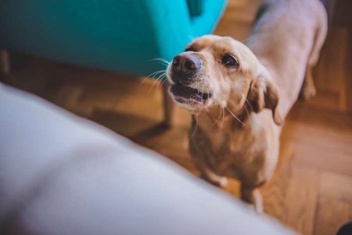 Dog barking at home