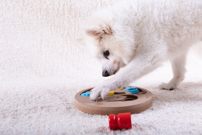 知育玩具で遊ぶ白い犬