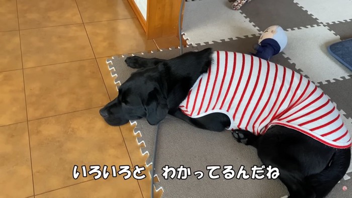 投稿主さんの愛犬、ジオちゃん