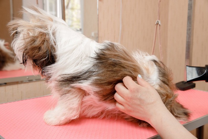 強風でドライヤーしてもらう犬