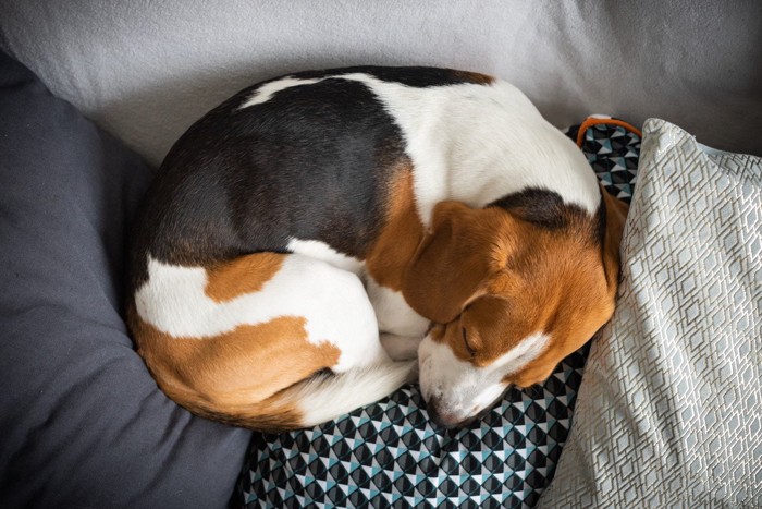 丸まって寝ている犬