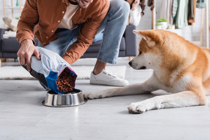 秋田犬、皿にドッグフードを入れる様子