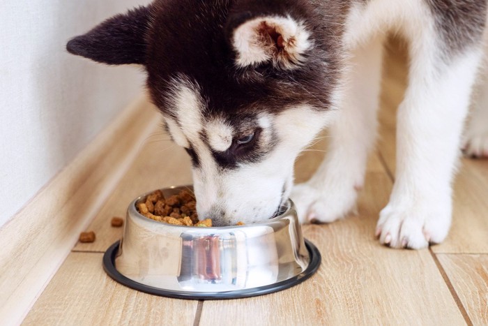 こぼしながら食べるハスキーの子犬