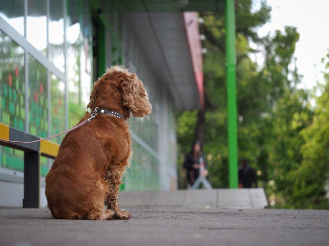 繋がれて、お座りして待つ犬の後ろ姿