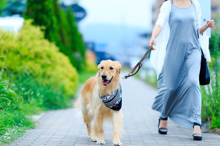 散歩する犬