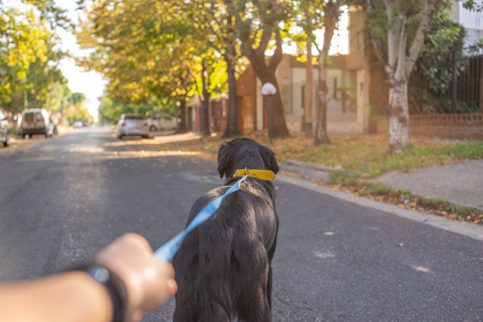 黒い犬の後ろ姿、青いリードを持つ人の手