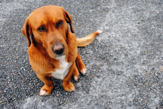 見上げる犬