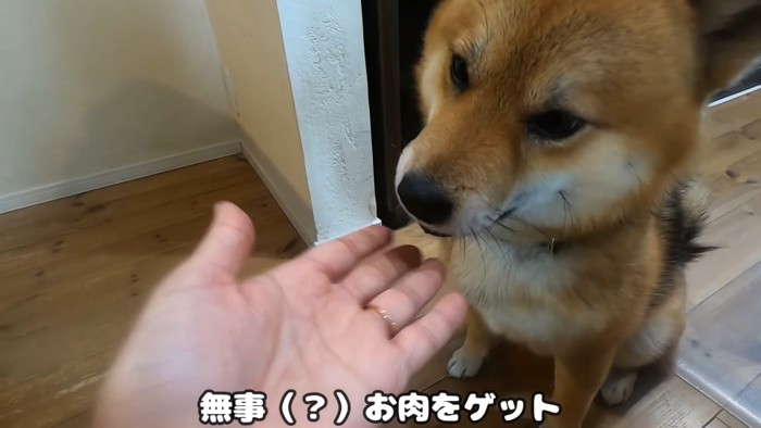 手から肉を食べる犬
