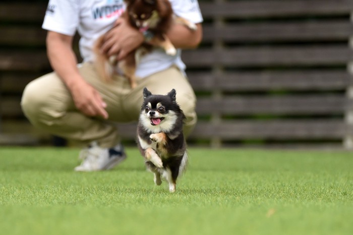 ドッグラン チワワ