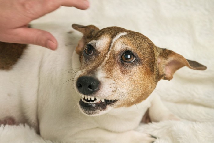 手に威嚇する犬