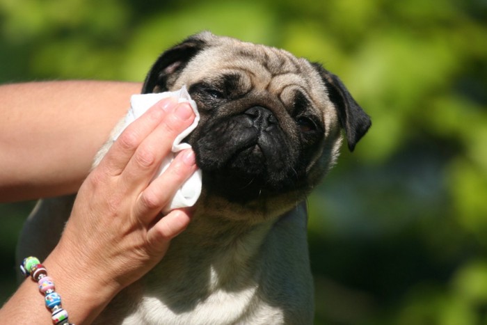 目を拭かれる犬