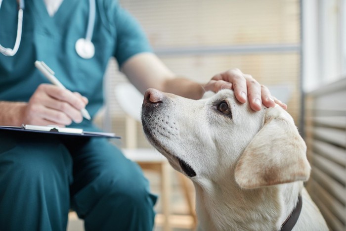 動物病院にいる犬