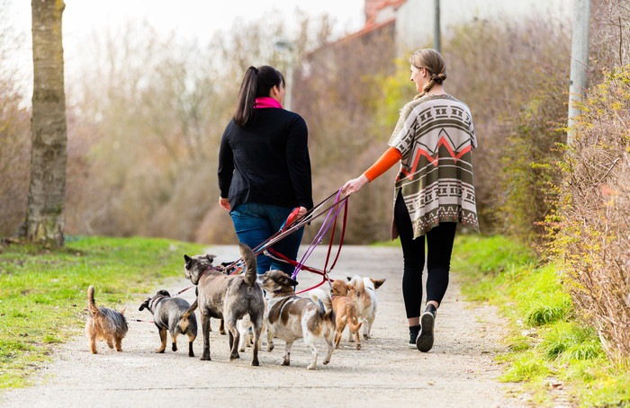 数匹の犬の散歩をする二人の女性