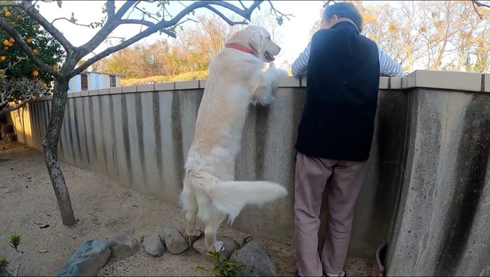 庭の塀の外を眺める犬と飼い主