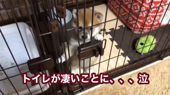 ケージの中のあずきちゃん