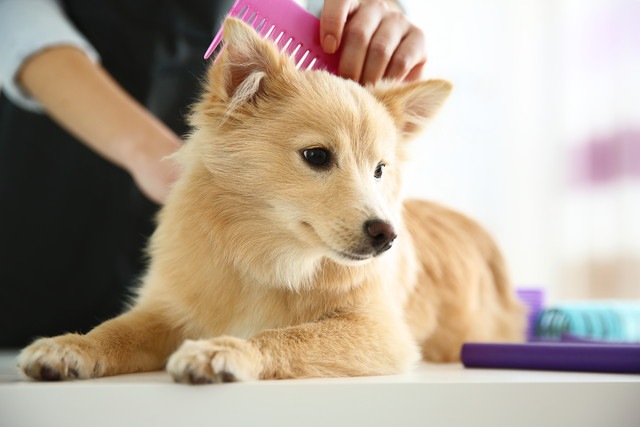 台の上でブラッシングをしているスピッツ犬