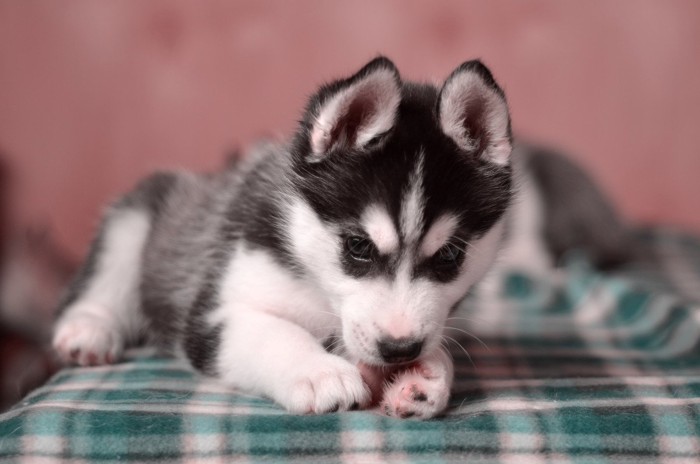 前足を舐めるハスキーの子犬