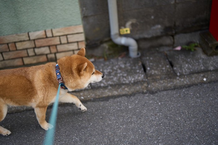 お散歩する柴犬