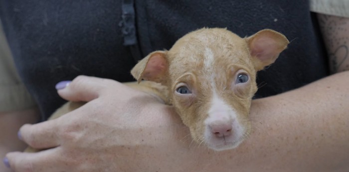 汚い箱の中に6匹の子犬