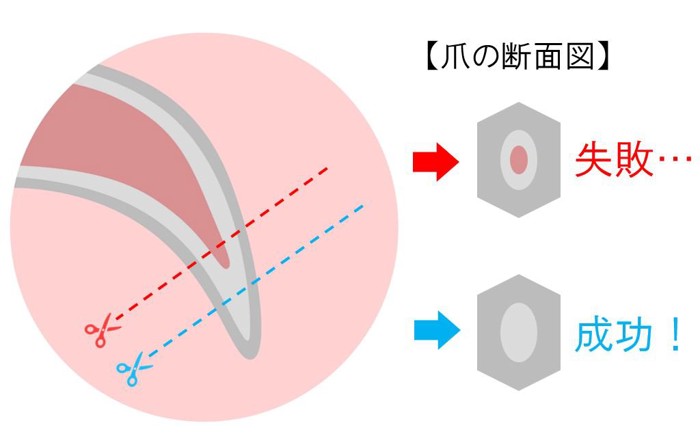 爪の断面図のイラスト