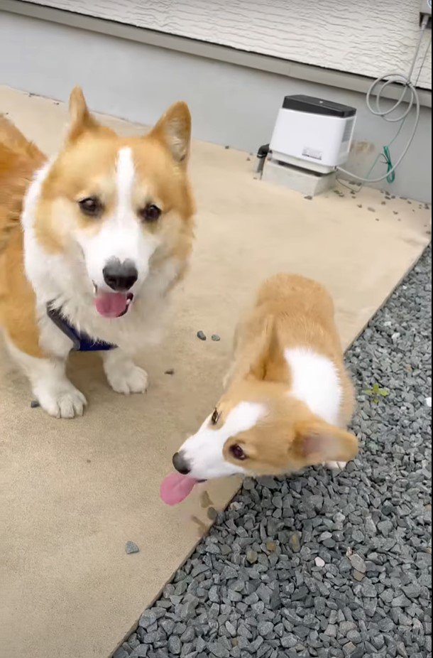 追いかっけ子する犬達