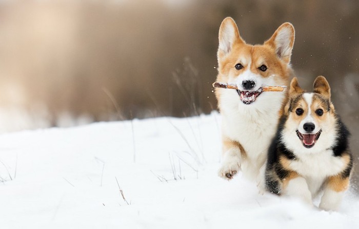 積雪の中を駆け回る2頭のコーギー犬