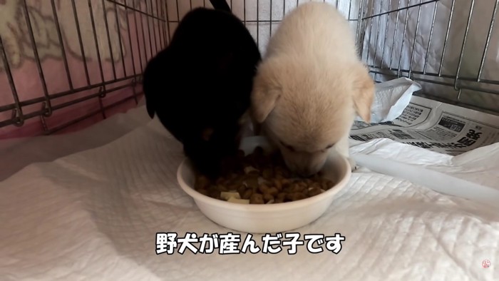 白と黒の2匹の野犬