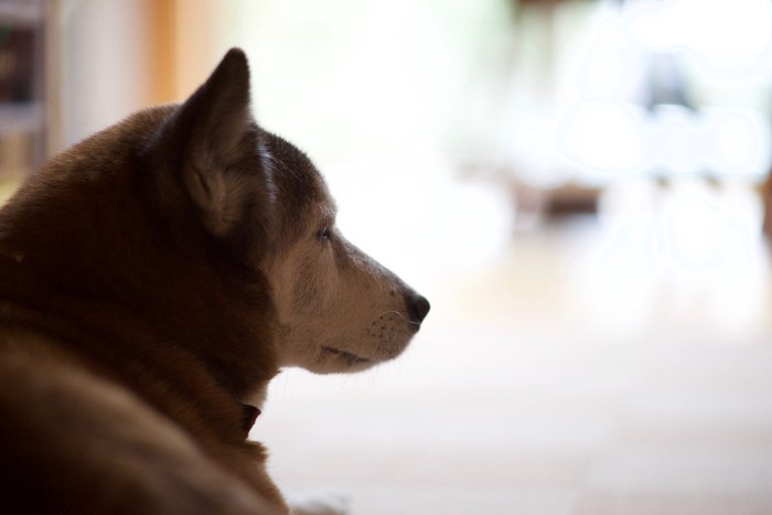 柴犬の横顔