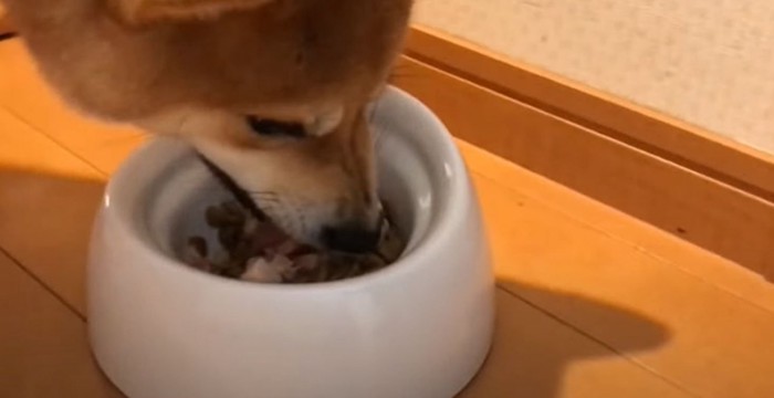 食事する柴