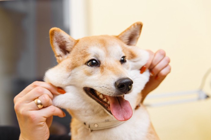 ほっぺを伸ばされる柴犬