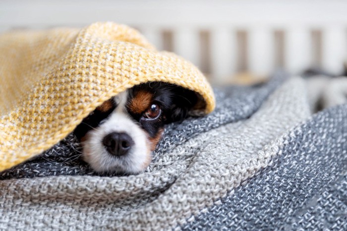 毛布の下に隠れる犬