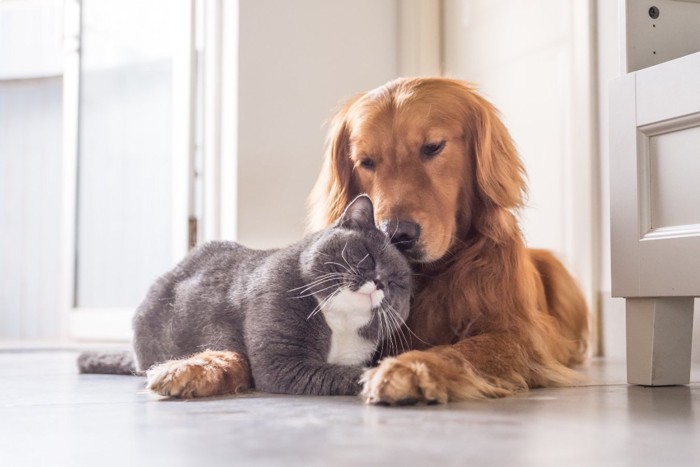 寄り添ってくつろぐ猫とゴールデンレトリーバー