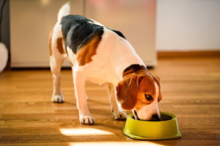 おさらから食べる犬