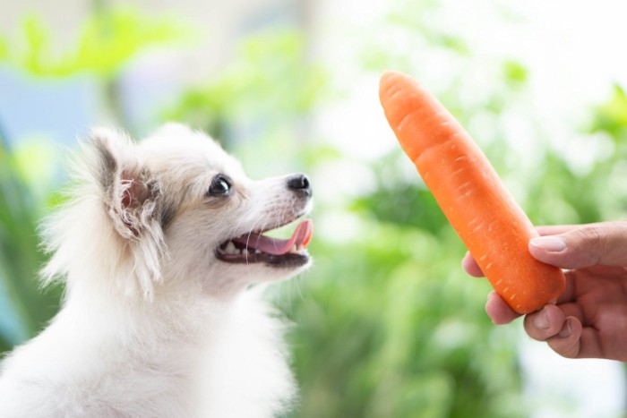 見つめる犬とにんじんを持つ手