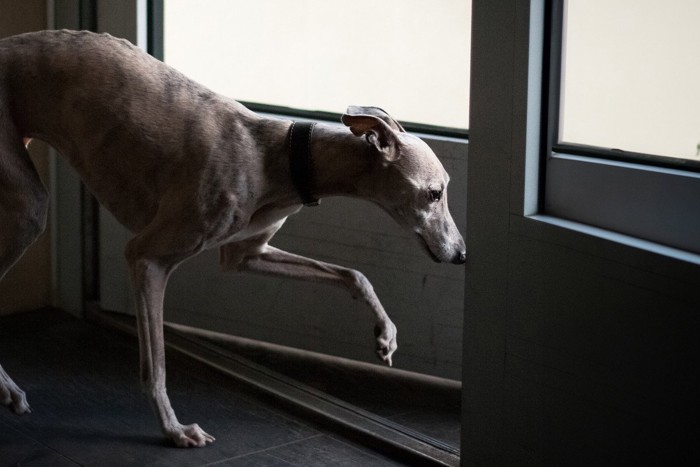 階段でくつろぐ犬