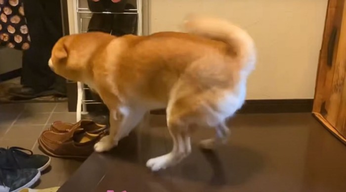 喜ぶ犬