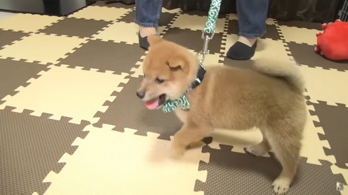 リードをつけた犬