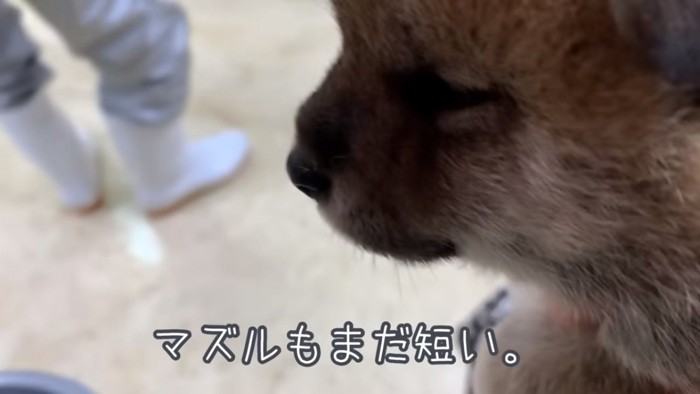 マズルが短い柴犬