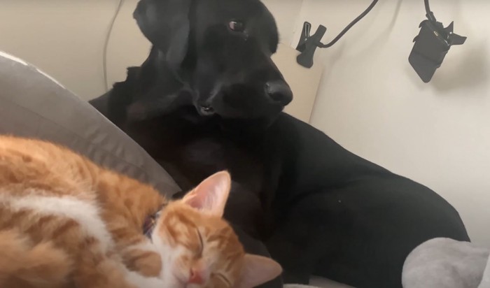 眠る猫と横をむく犬