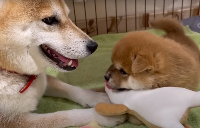 オモチャで遊ぶ子犬